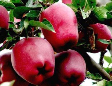 Huaniu apples in Tianshui