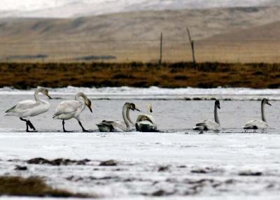 Whooper swans in Gansu's Gahai-Zecha National Nature Reserve 