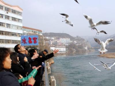 Ecological environment along Yellow River improved, attracting gulls