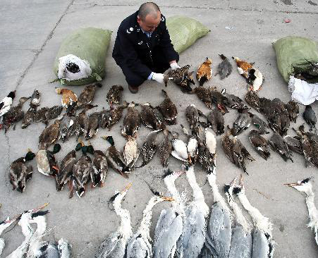 Over 800 wild birds confiscated in NW China's Gansu 