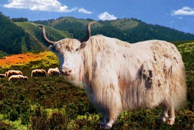 The only habitat of white yak in the world -- Tianzhu Tibetan Autonomous County in Gansu