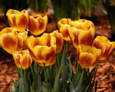 World's largest indoor flower show begins in Philadelphia  