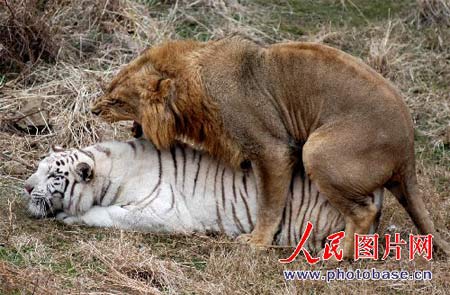 靰鞡草的博客