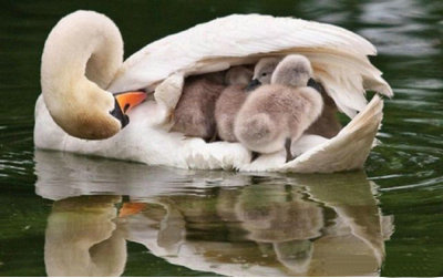 二:母亲节的诗 描写母亲的诗歌, 1,《游子吟》【唐】孟郊  慈母手中线