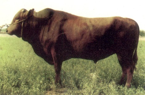 甘肃庆阳宁县早胜牛