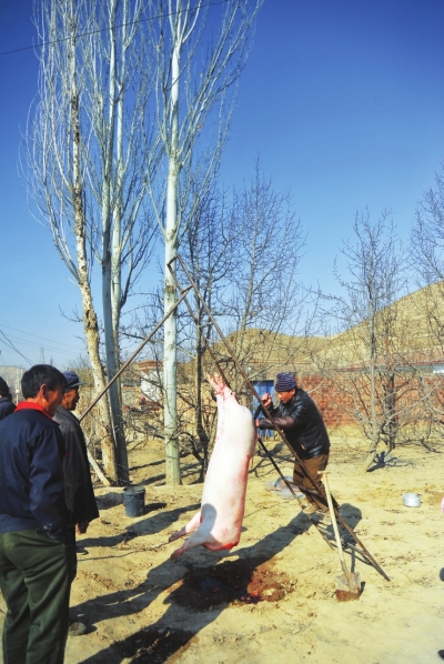 春节前杀年猪 吃"盛宴"组图