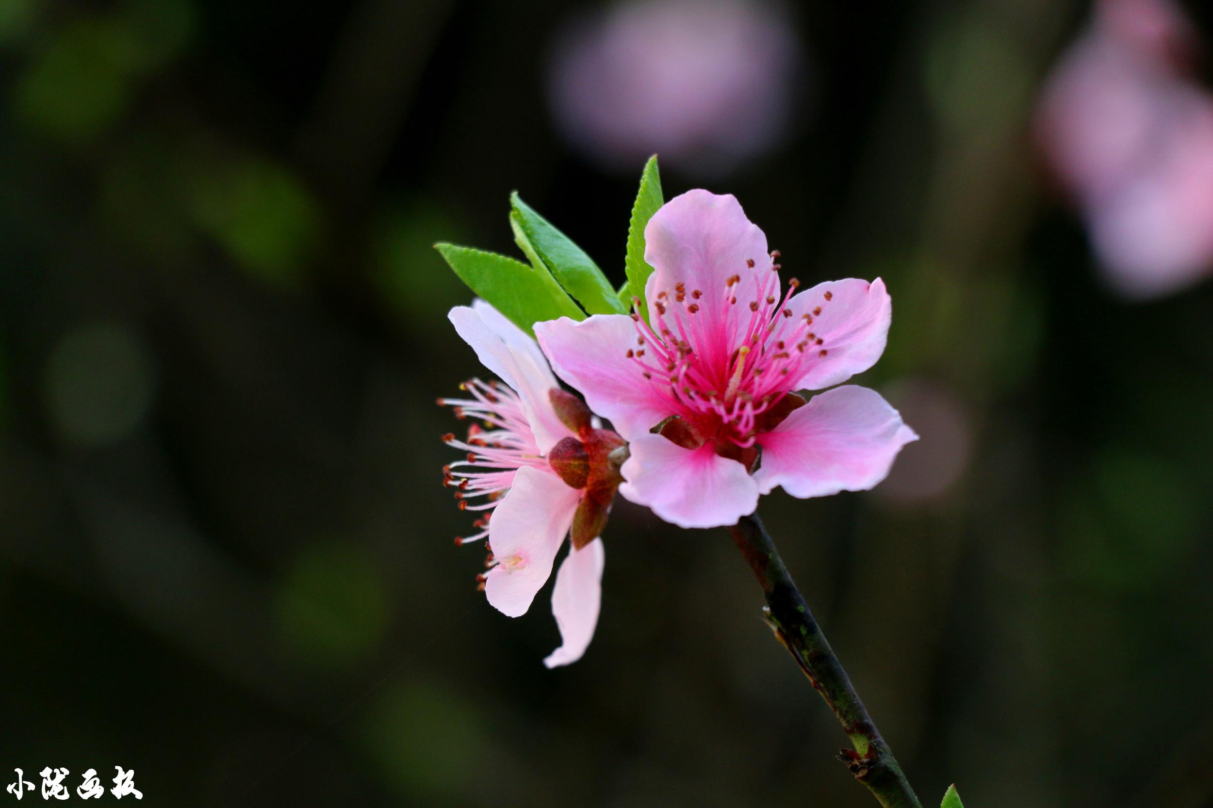 三月陇南油菜花已经花开成了海__中国甘肃网
