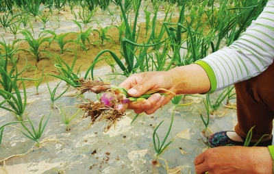 部分海蒜根部出现枯烂