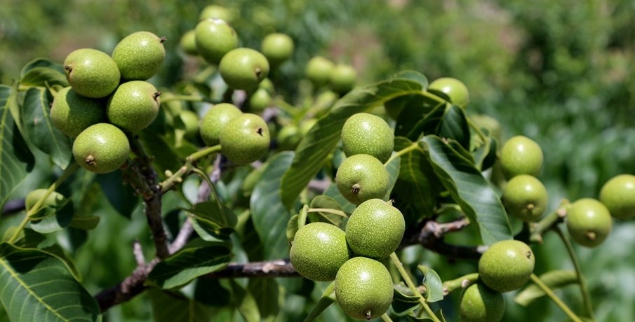 清水:河镇满园核桃压弯枝头