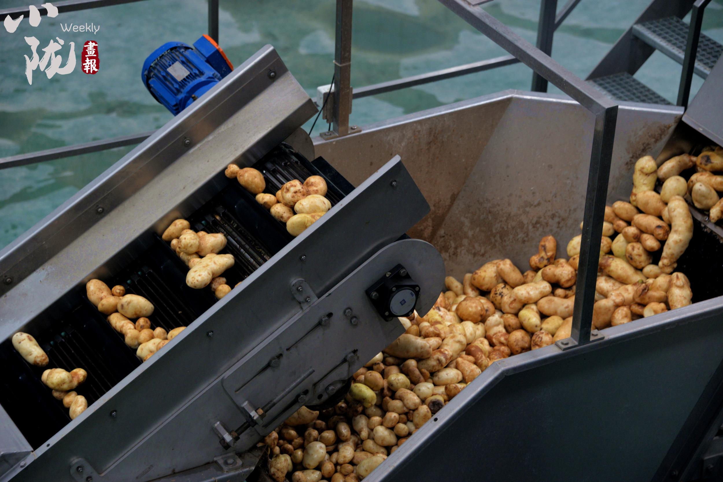 下一步流程是人工分拣,将优质和劣质的土豆进行分离.