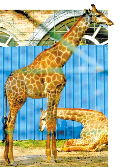 长颈鹿:"趁着好天气我们再来个日光浴吧!