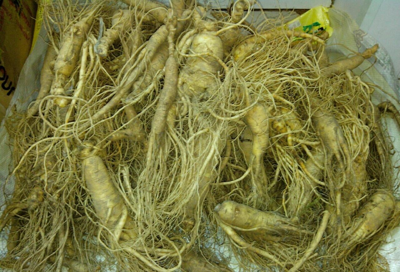 定西岷县打造道地药材"金字招牌"