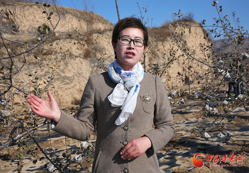 【改革开放40年】静宁县治平镇:苹果变成"脱贫果" 胡家塬上树样板(图)