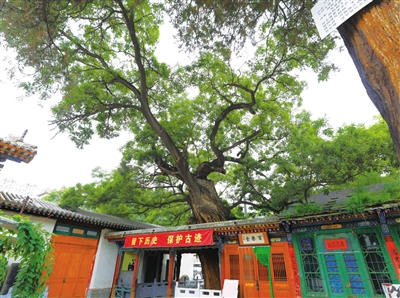 兰州晨报/掌上兰州记者 赵鑫远 摄1300岁 ▲ 红古区张家寺村寺门栽