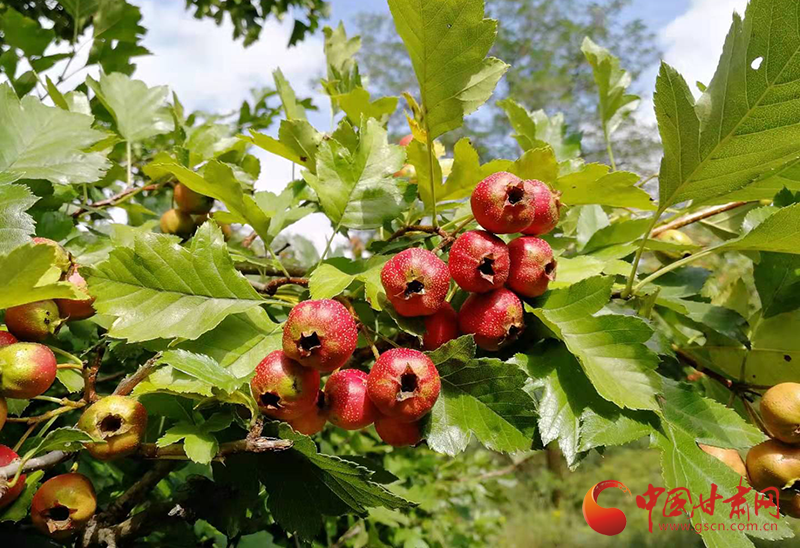 灵台230亩野山楂成熟