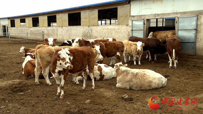 临泽加大畜产品品牌培育创建推进畜牧业高质量发展