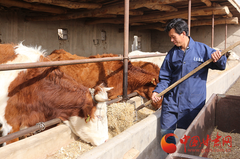 图为 养殖户喂牛 杜莹杰摄
