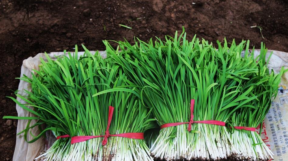 武山韭菜新鲜上市了