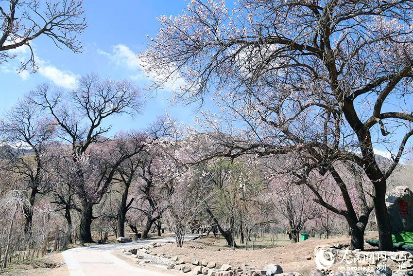 杏花盛开迎春归——呼和浩特市回民区第十届乌素图杏花节开幕