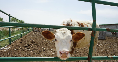武威凉州区着力打造"凉州黄白花牛"地理标志品牌