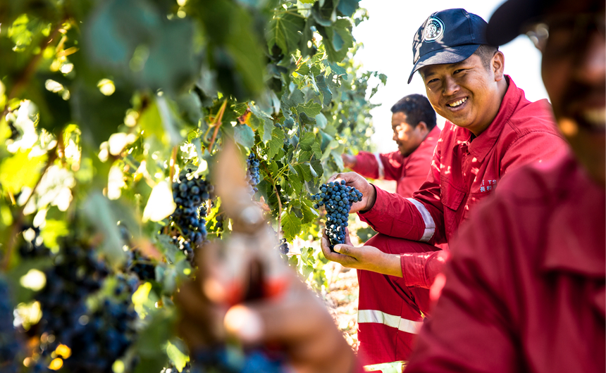 贺兰山下 葡萄熟了备佳酿