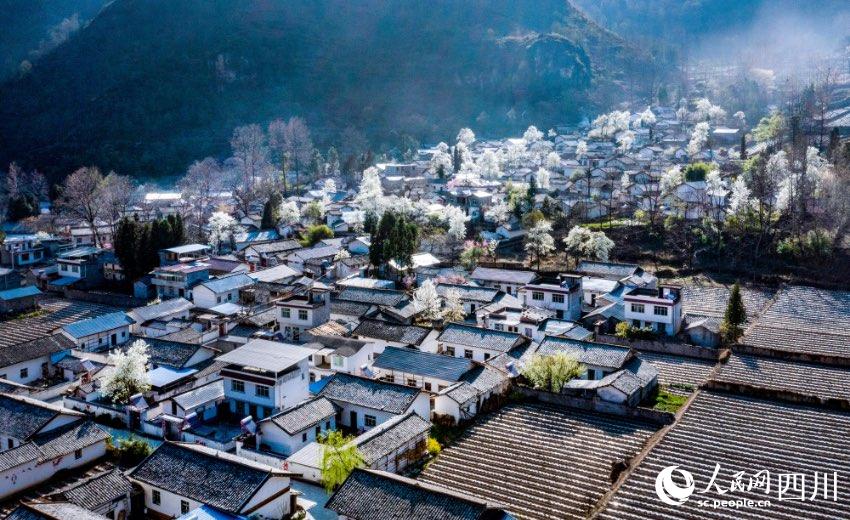 凉山州越西县南箐镇广洛村,梨花盛开.孙建生摄