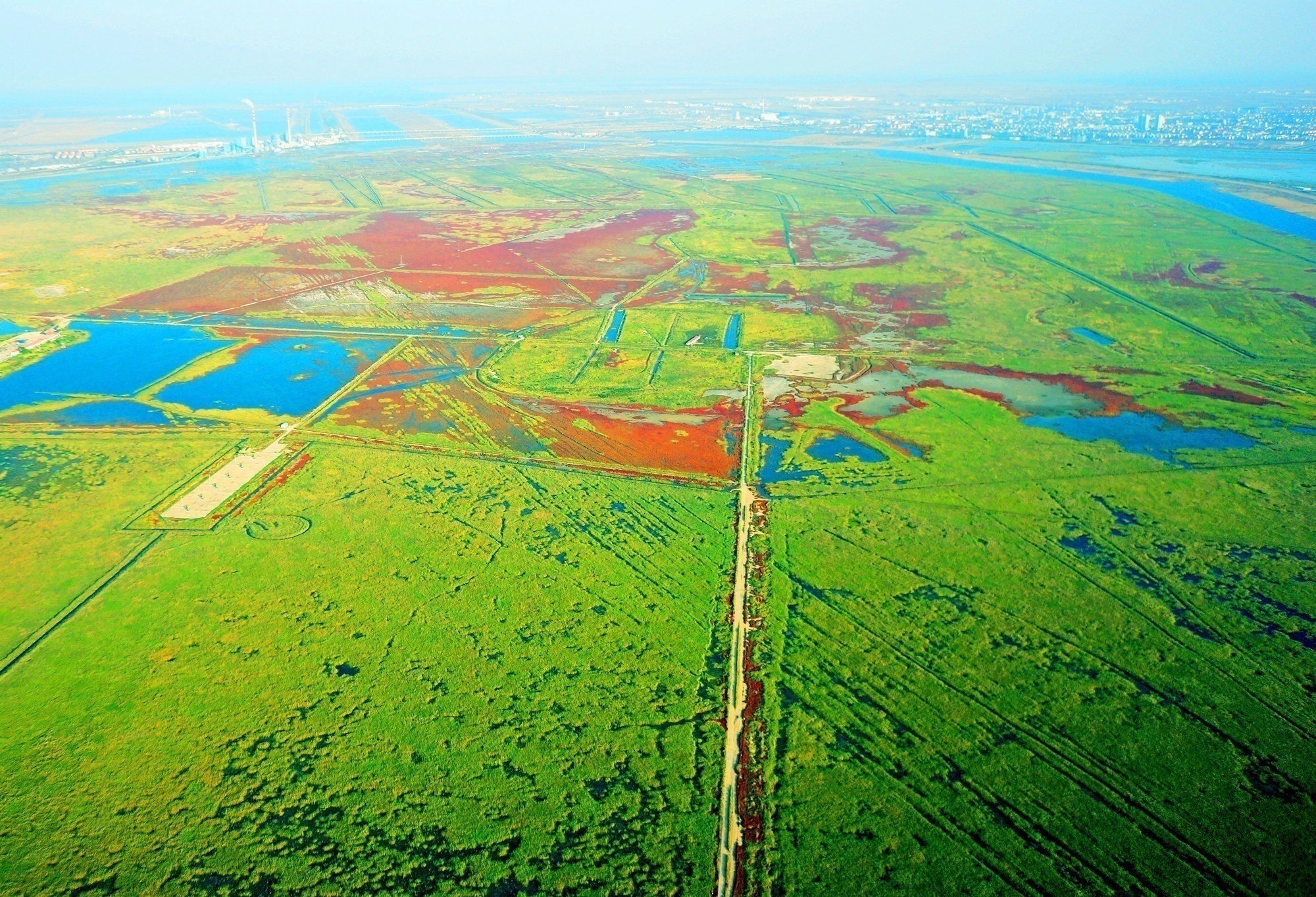海河观津丨百万候鸟来"息",它们为何偏爱北大港?_社会综合_中国甘肃网