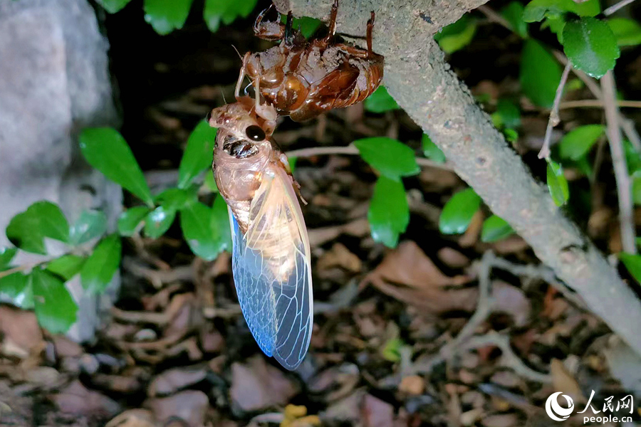 羽化后的蝉在翅膀变硬后才会飞离.人民网 陈博摄