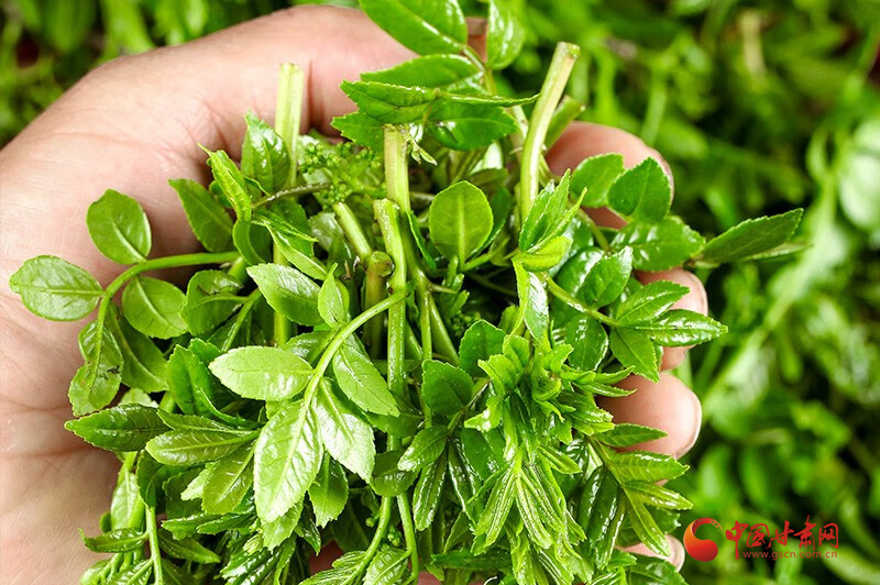 泾川:春来万物生 野菜正当"食" _来稿选登_中国甘肃网