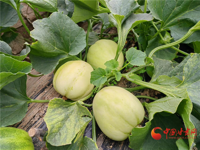 甘快看天水秦安白脆瓜甜甜脆脆遇上热辣滚烫