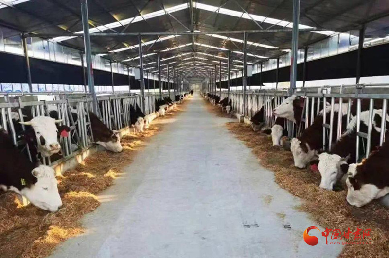 临夏:特色养殖"牛"劲十足