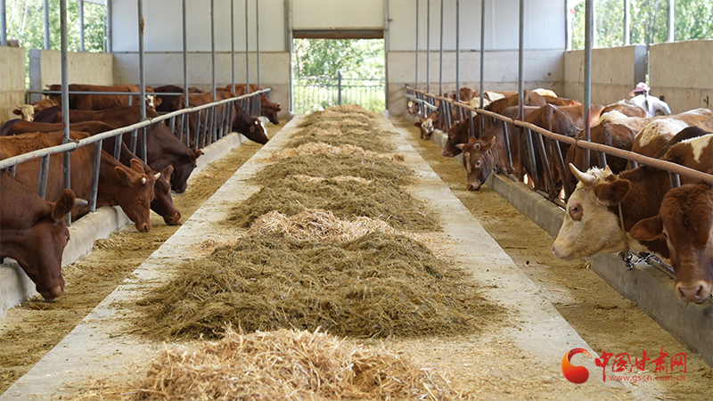 甘肃省静宁县牛产业综合保险项目再启动