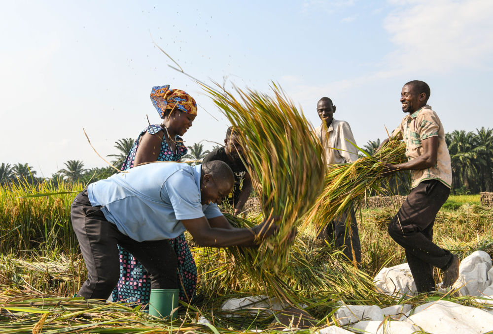 镜观·回响丨中非农业合作,结出"看得见摸得着"的硕果_国内要闻_中国