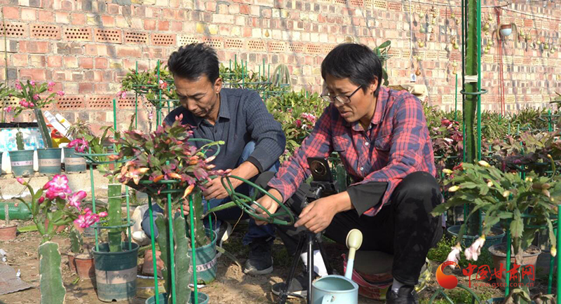 静宁：大棚经济催生“花样”产业 踏出致富新路径