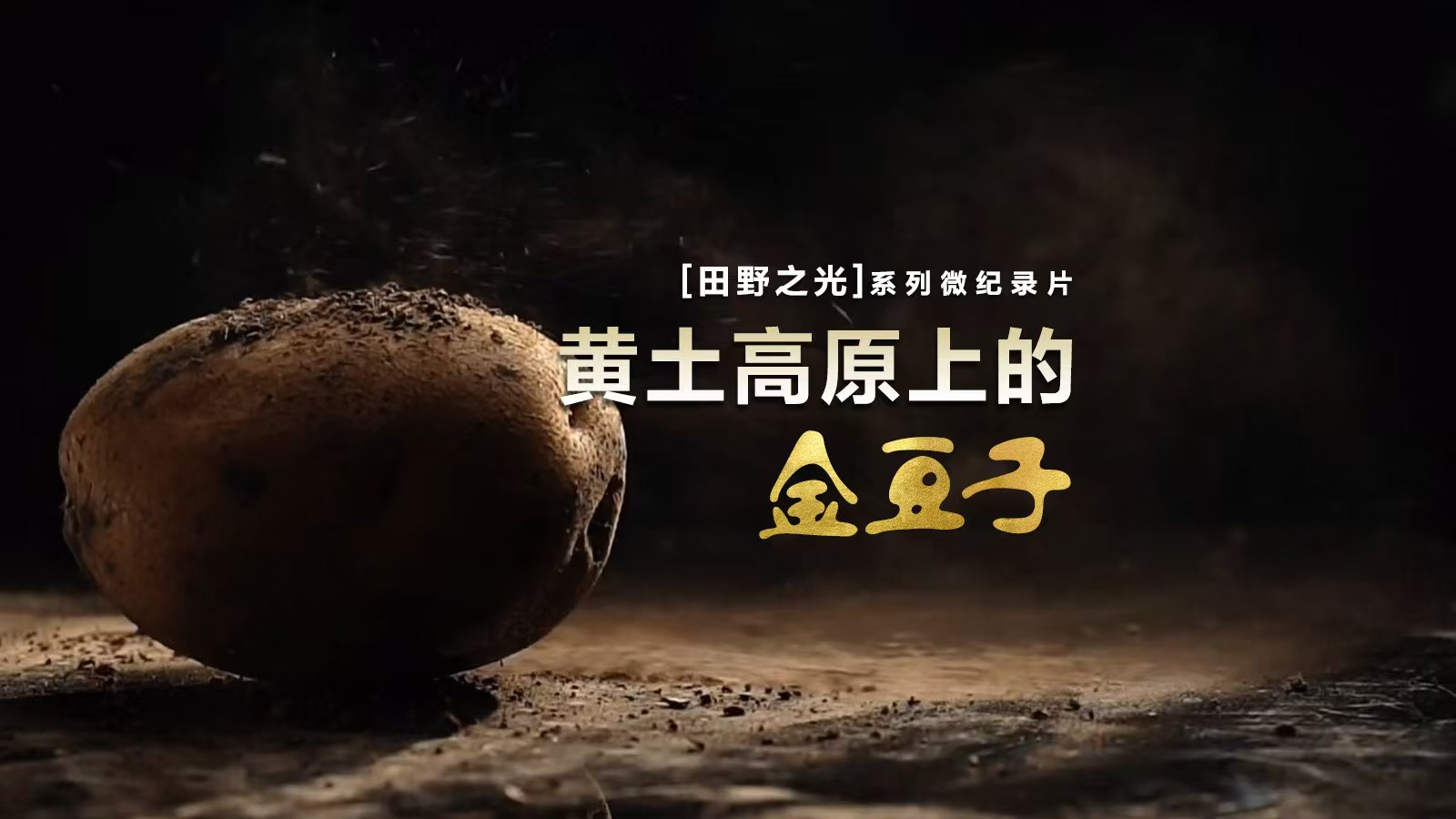 【飞天网视】田野之光（19）｜黄土高原上的金豆子