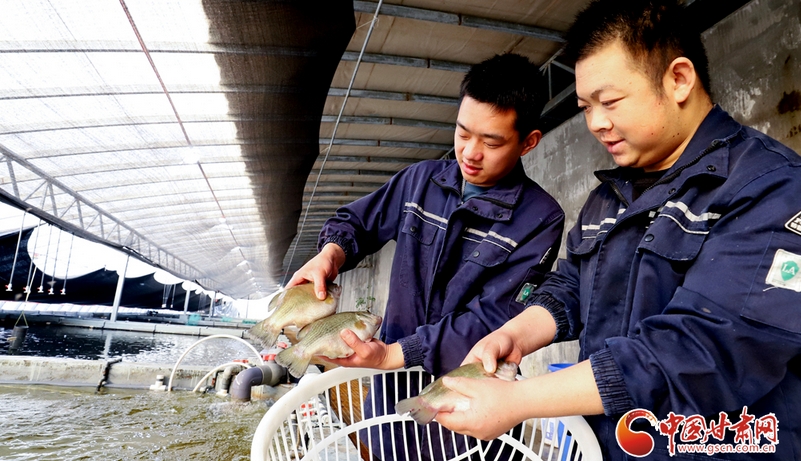 盐碱地里鲈鱼跃
