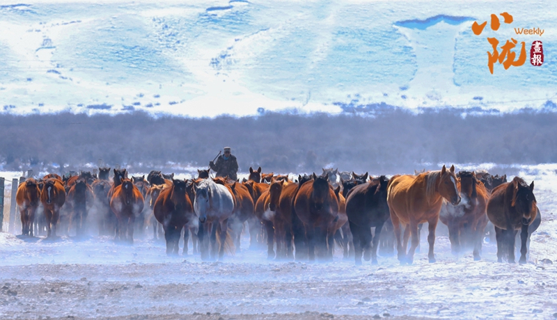 【小陇画报·357期】雪霁山丹马场 骏马踏春入丹青 
