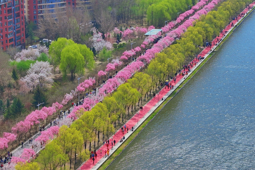 近日，长春市伊通河畔的梅花大道上，单红公主梅迎来最佳观赏期。人民网记者 李洋摄