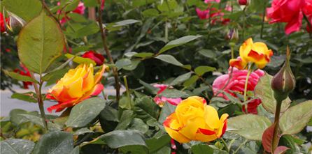 陇拍客丨花漾甘谷 月季倾城