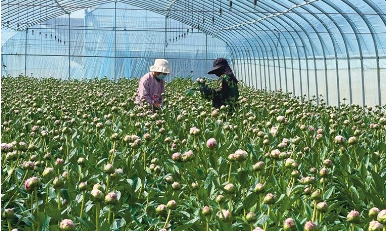 兰州新区反季芍药 远销北上广深