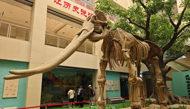 香约庆阳丨走进庆阳博物馆 穿越时空望千年