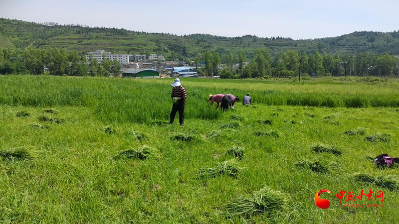 漳县：小小“猫尾草”绘就致富“大蓝图”