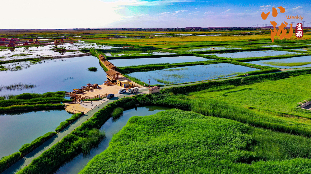 【小陇画报】嘉峪关：草湖湿地公园 城市的“天然空调”