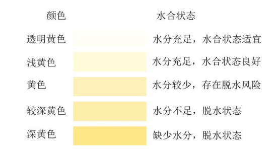 尿液颜色与脱水的关系（图片来源：中国居民膳食指南2022版）