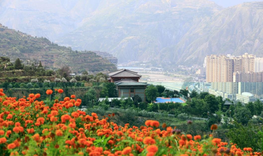 武都区南山万寿菊盛放引客来