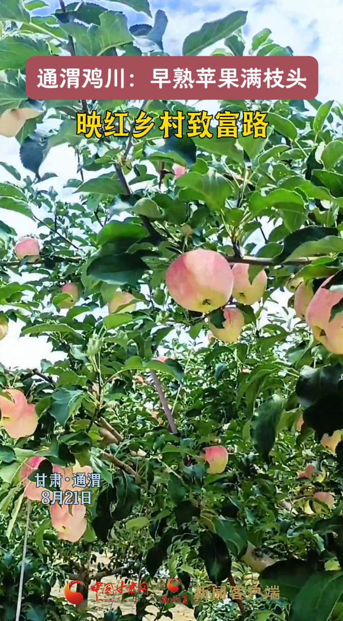 定西通渭鸡川：早熟苹果满枝头 映红乡村致富路