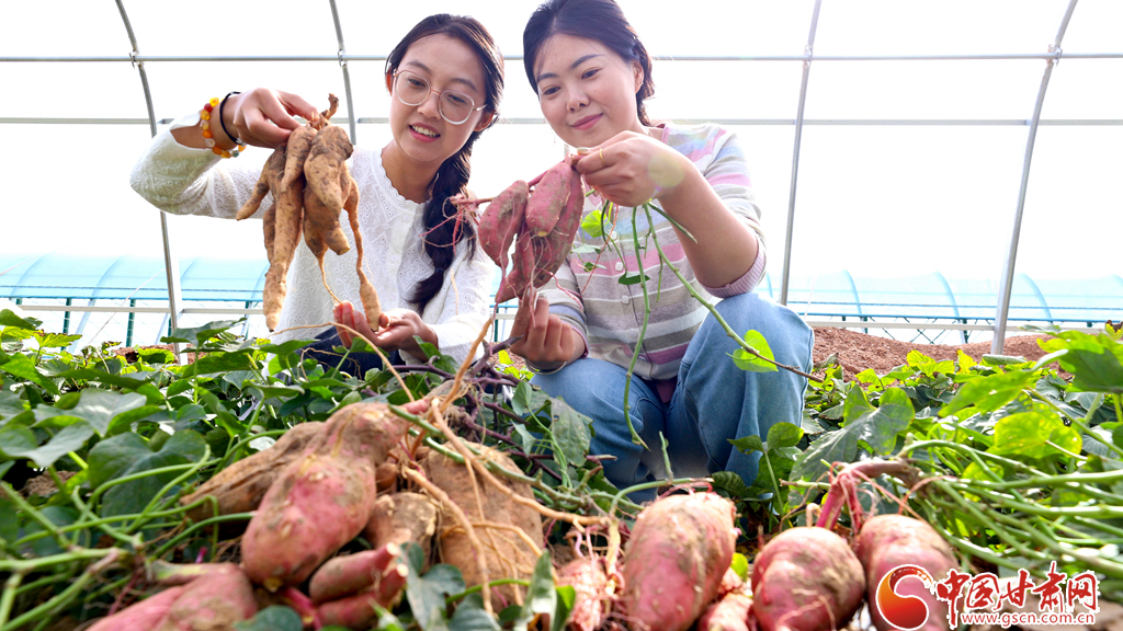 陇拍客丨临泽：戈壁荒漠试种蜜薯喜丰收