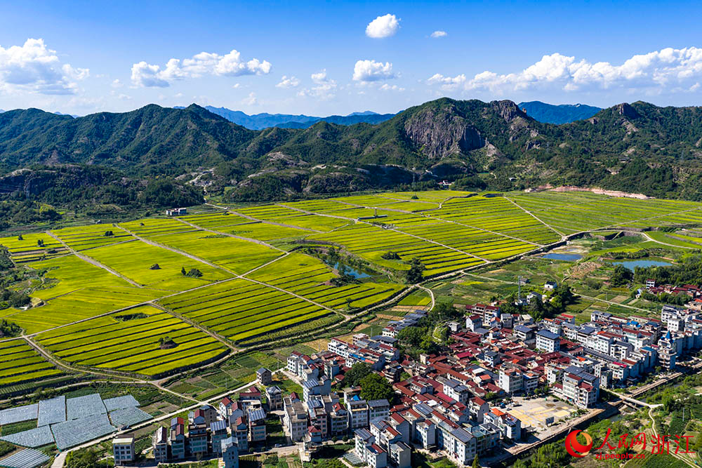在浙江省丽水市缙云县舒洪镇，黄绿相间的稻浪与错落的村庄、连绵的山峦共同构成一幅美丽的田园画卷。人民网 章勇涛摄