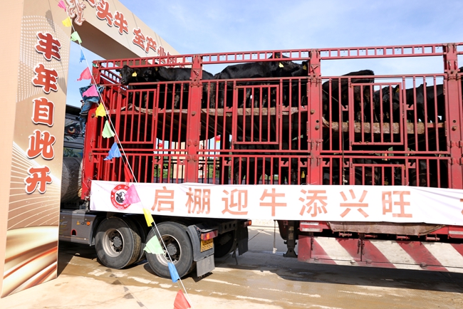 首批肉牛“入住”诏安县南方肉牛育肥场一期项目