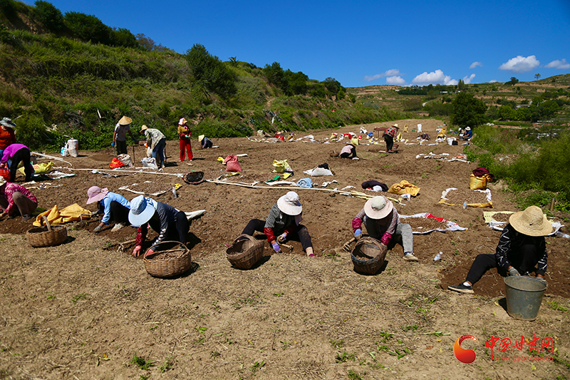 西和：锚定“富民强村”擘画产业发展新格局